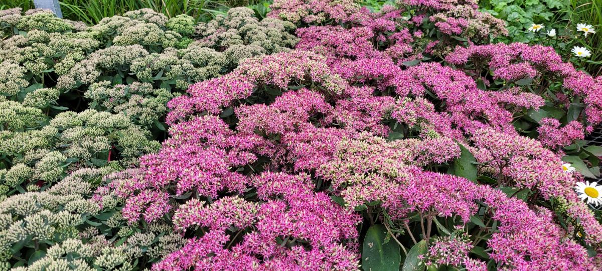 Perennial garden bed