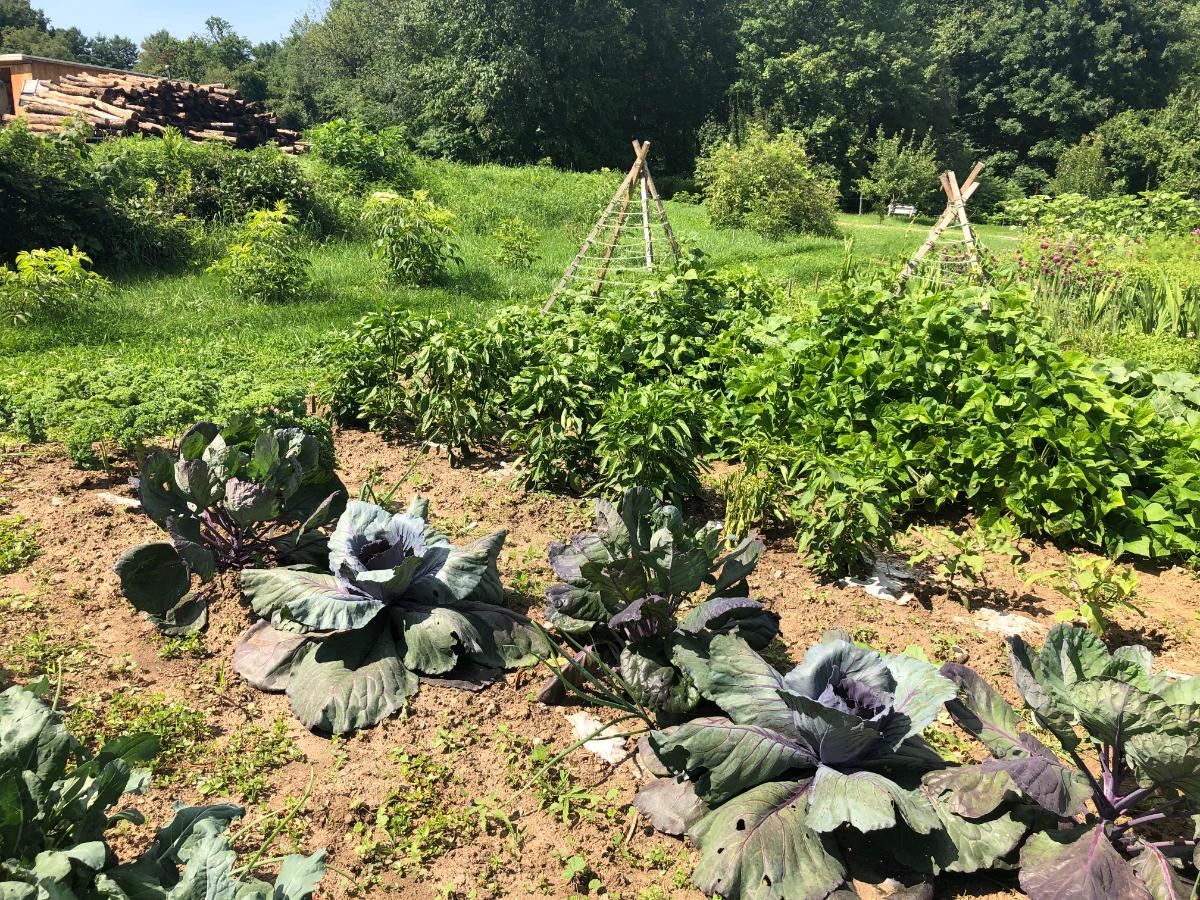 Pole beans on teepee trellises in a garden