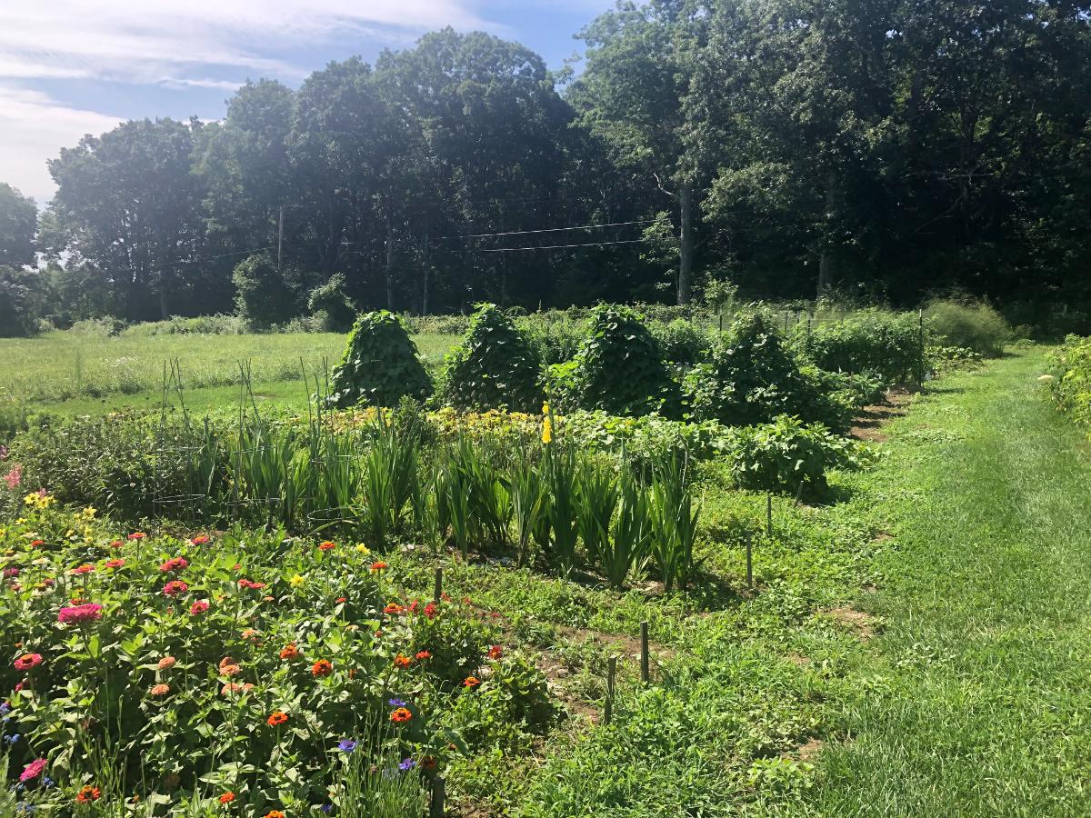 A well maintained garden with pole beans