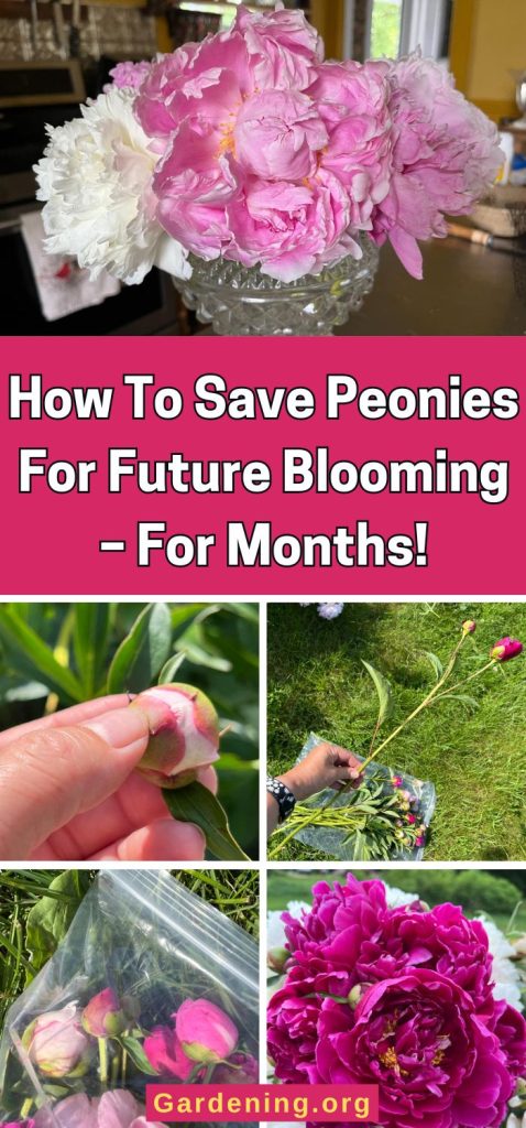 How To Save Peonies For Future Blooming – For Months! pinterest image.