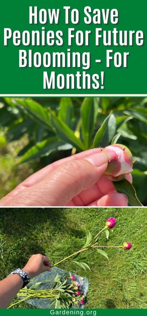 How To Save Peonies For Future Blooming – For Months! pinterest image.