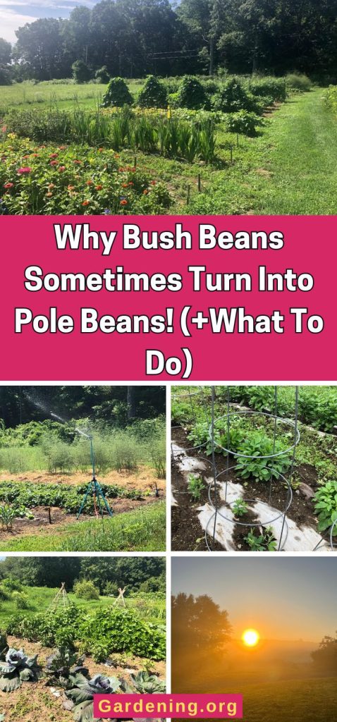 Why Bush Beans Sometimes Turn Into Pole Beans! (+What To Do) pinterest image.