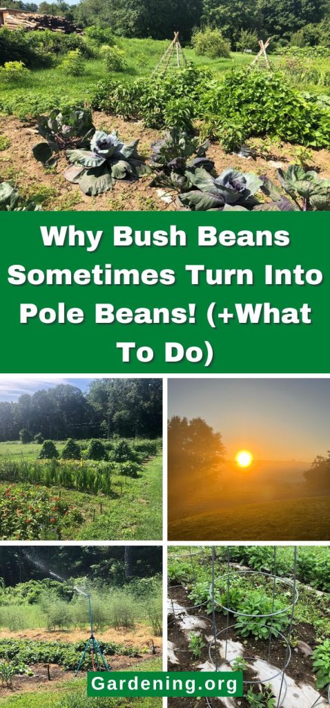 Why Bush Beans Sometimes Turn Into Pole Beans! (+What To Do) pinterest image.