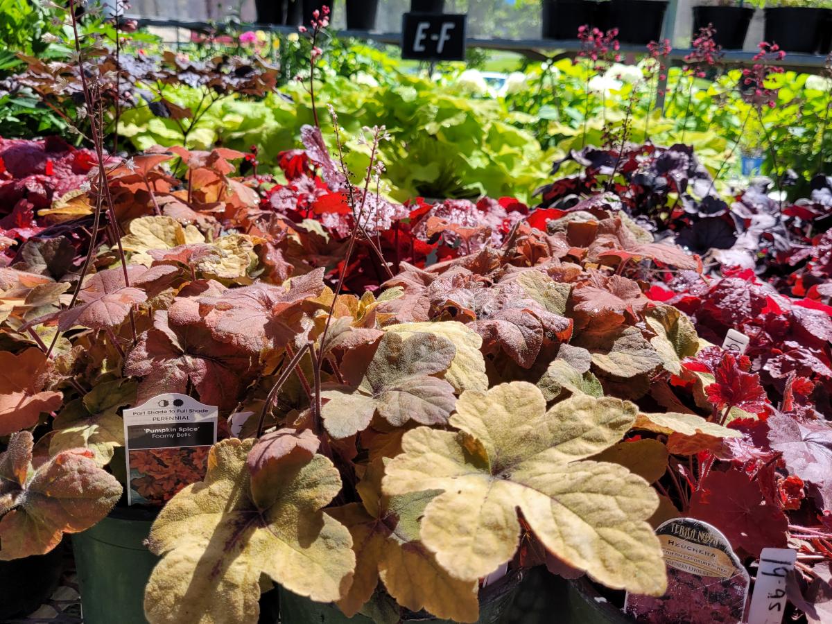 A selection of colorful foliage plants