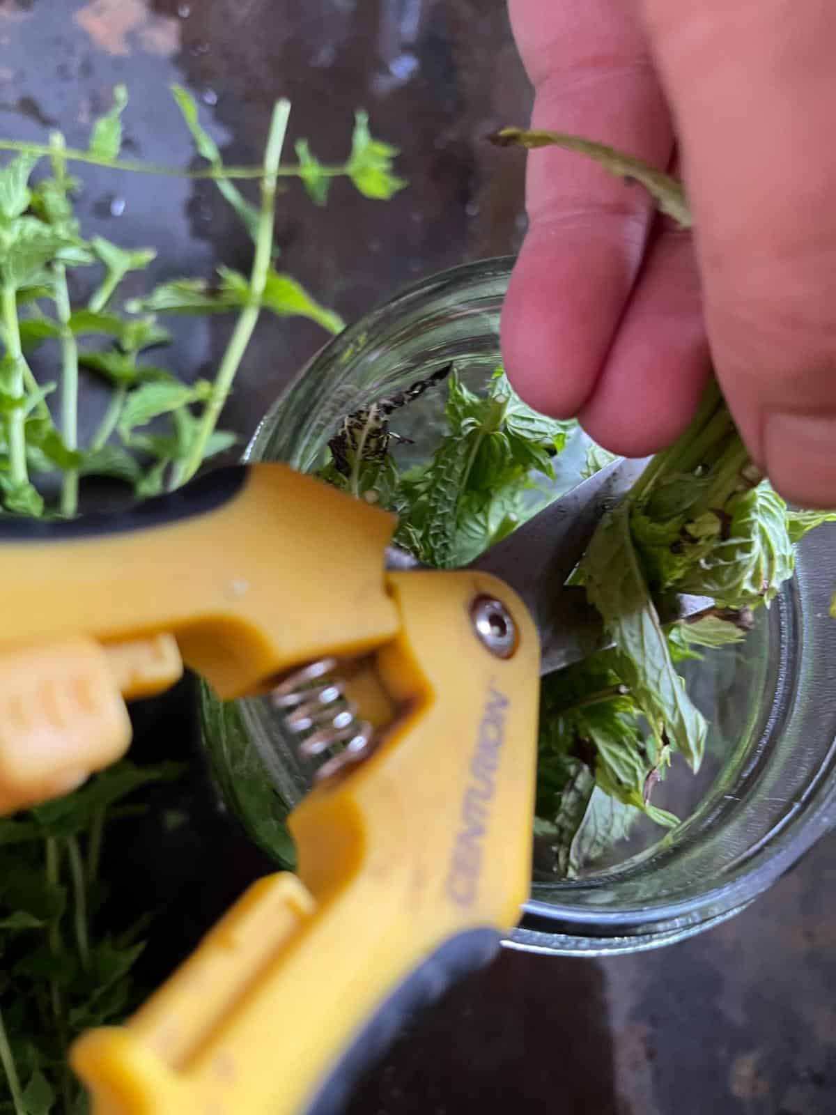 Cucumber leaves for infused water