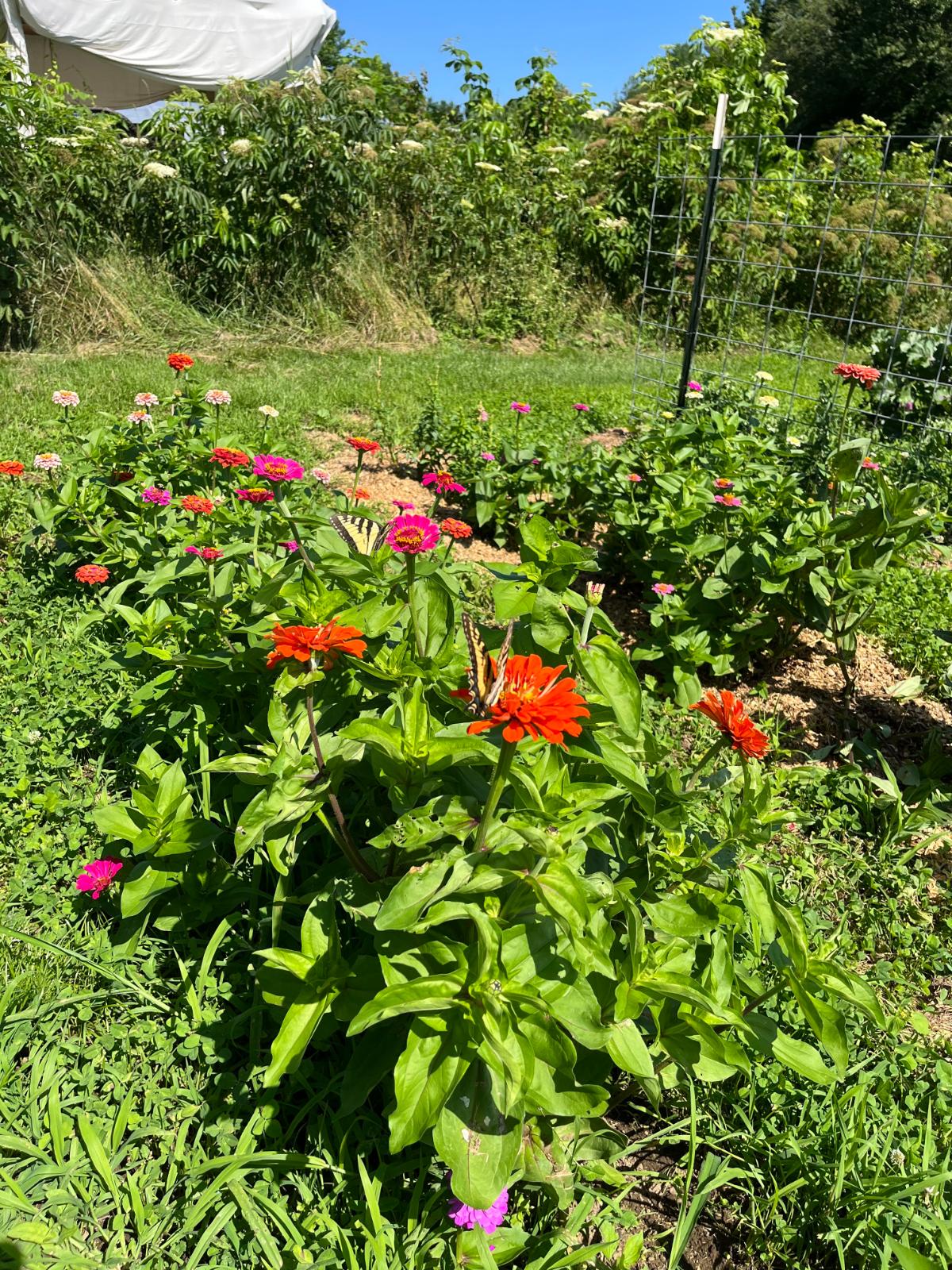 Bright colorful zinnias with a butterfly