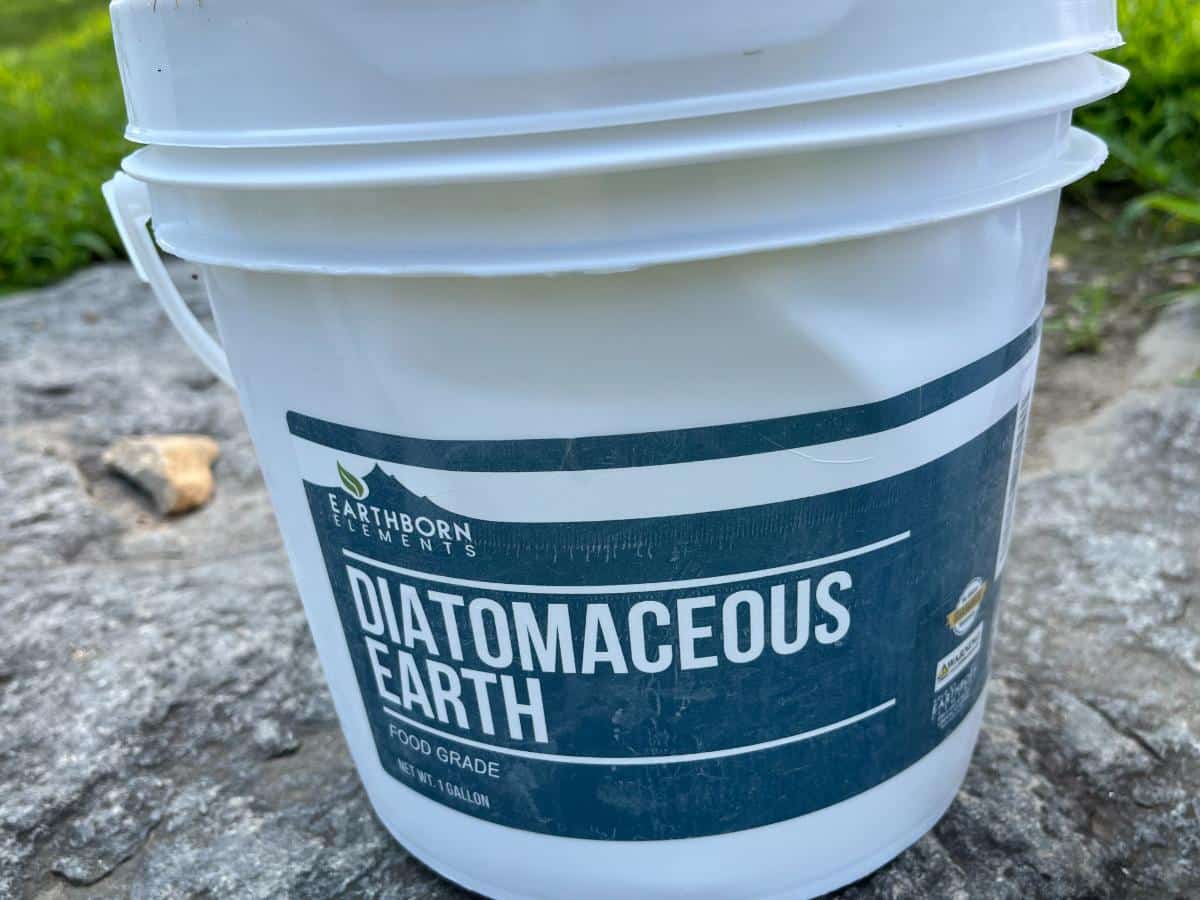 Diatomaceous earth powder to kill ants