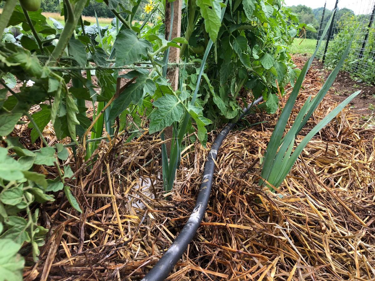 Soaker hoses under a tomato plant