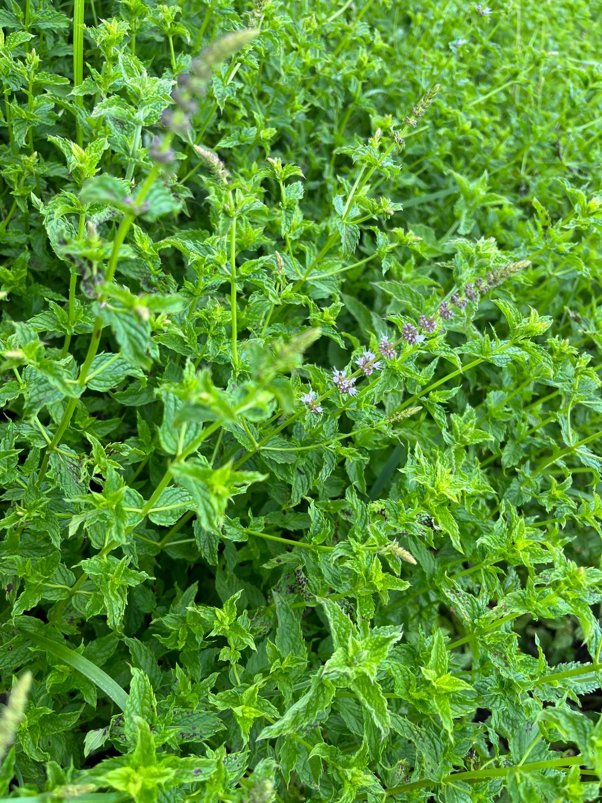 Mint in the herb garden