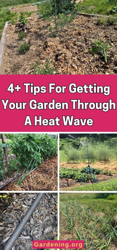 4+ Tips For Getting Your Garden Through A Heat Wave pinterest image.