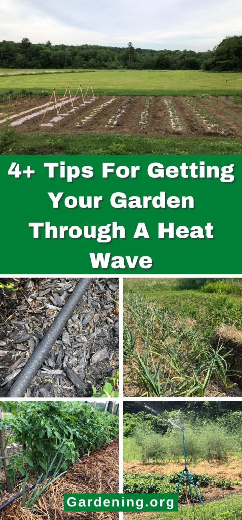 4+ Tips For Getting Your Garden Through A Heat Wave pinterest image.