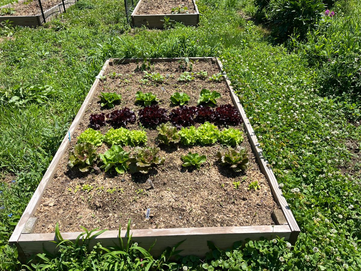 Weeded raised garden beds