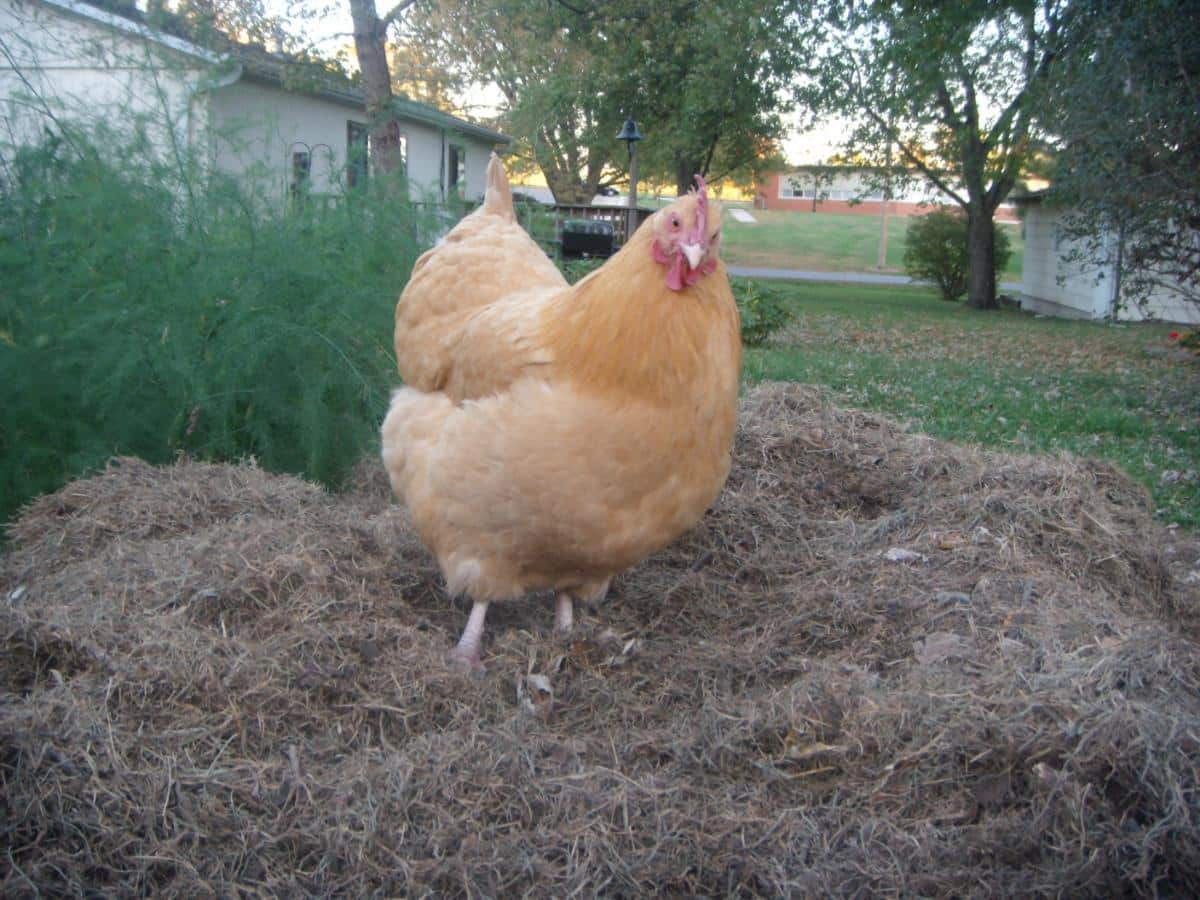 A chicken in a garden bed