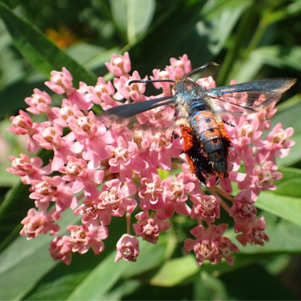 A squash vine borer moth sipping the nectar of a swamp milkweed flower.