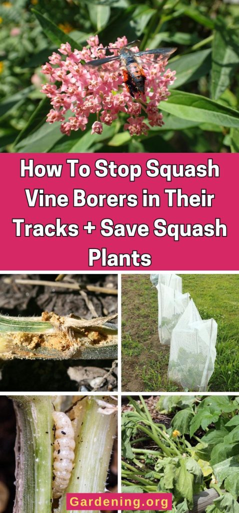 How To Stop Squash Vine Borers in Their Tracks + Save Squash Plants pinterest image.