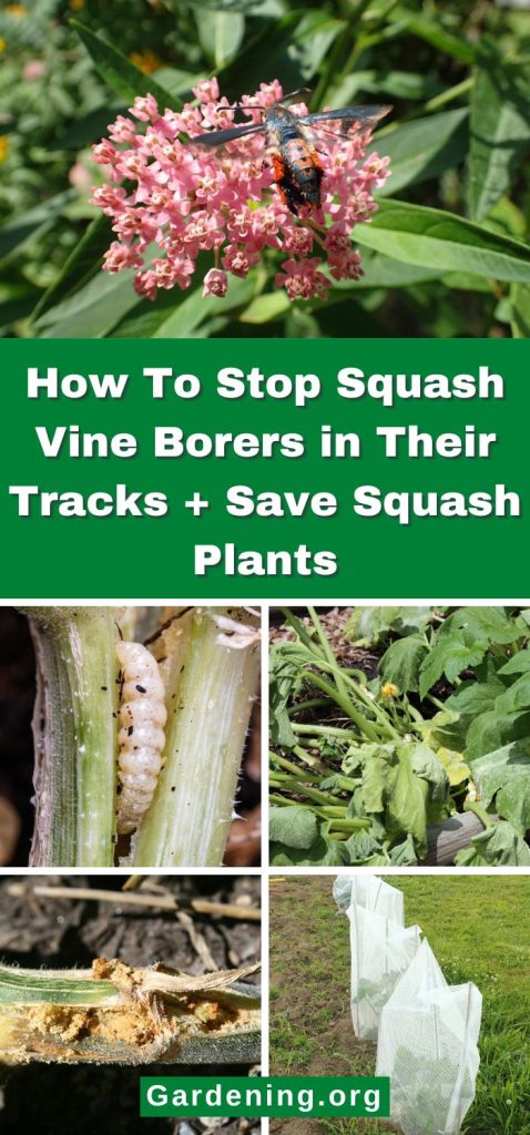 How To Stop Squash Vine Borers in Their Tracks + Save Squash Plants pinterest image.