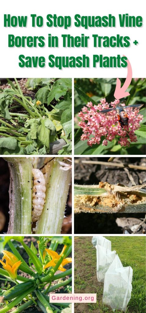 How To Stop Squash Vine Borers in Their Tracks + Save Squash Plants pinterest image.