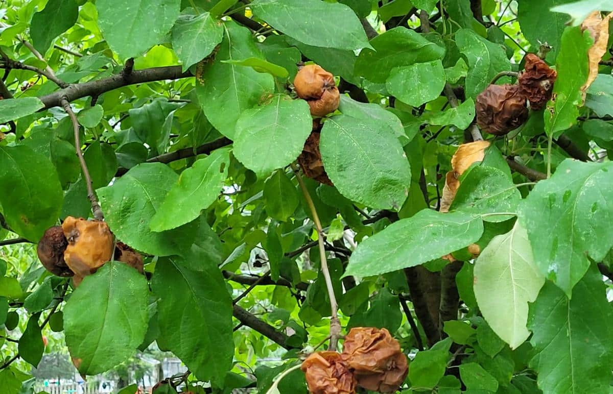 Rotten fruit on fruit trees attracting beetles