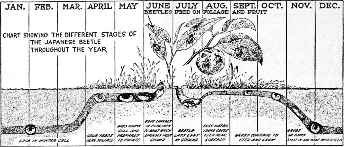 Life stage chart of the Japanese beetle