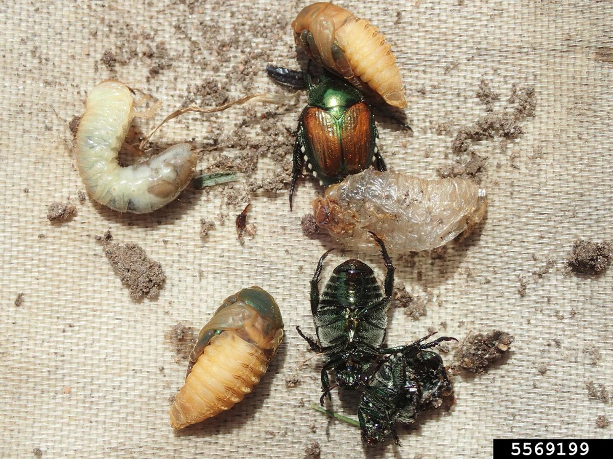 Japanese beetles in different stages
