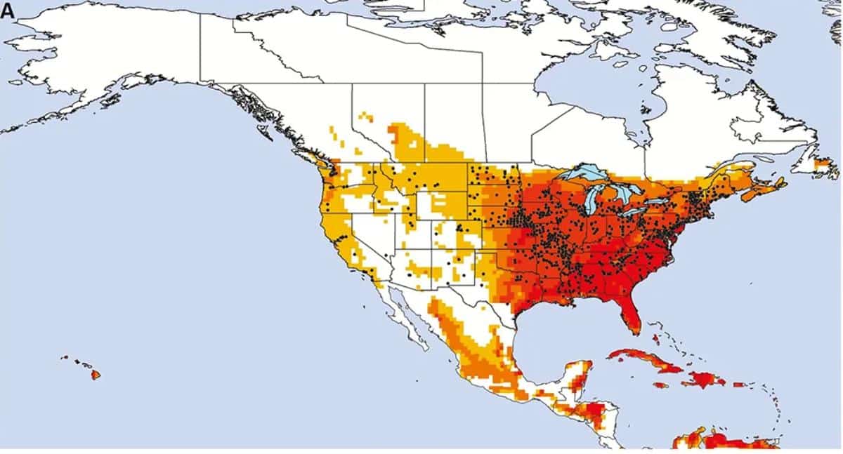 Map of Japanese beetles distribution in North America