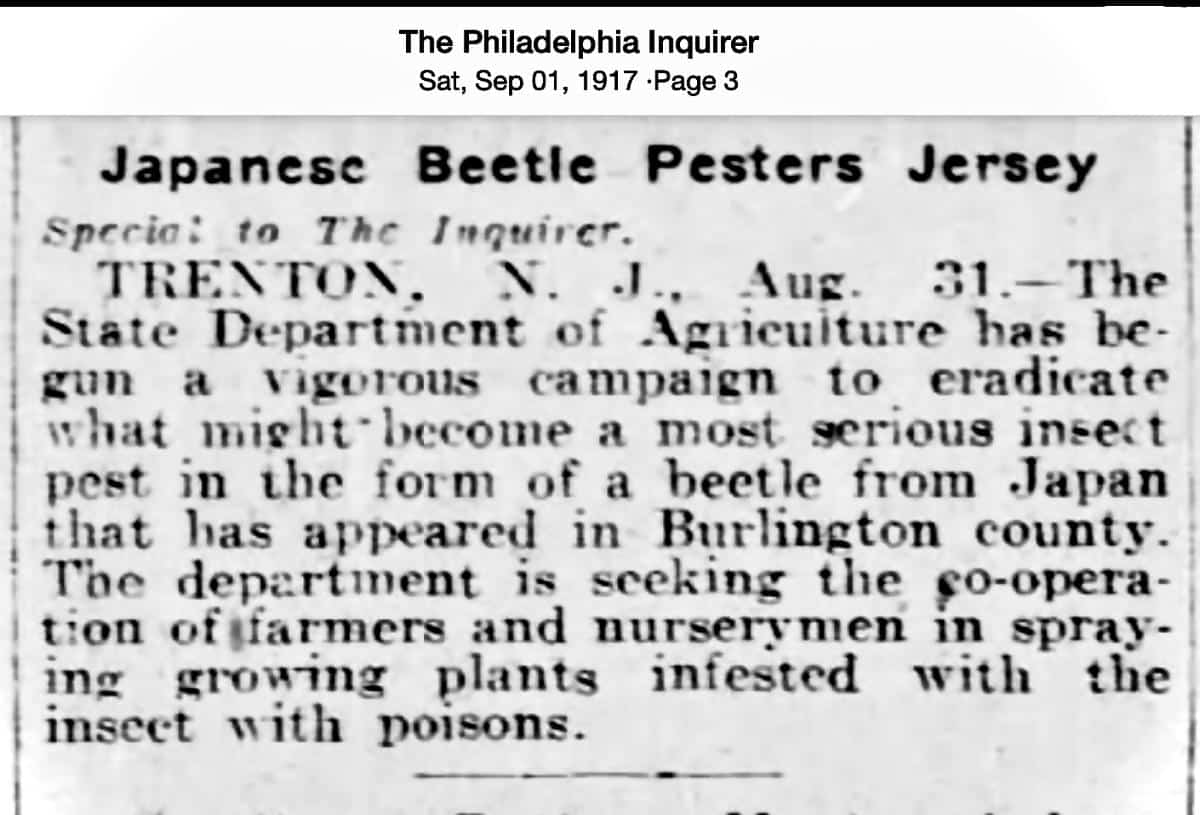 1917 article about Japanese beetles