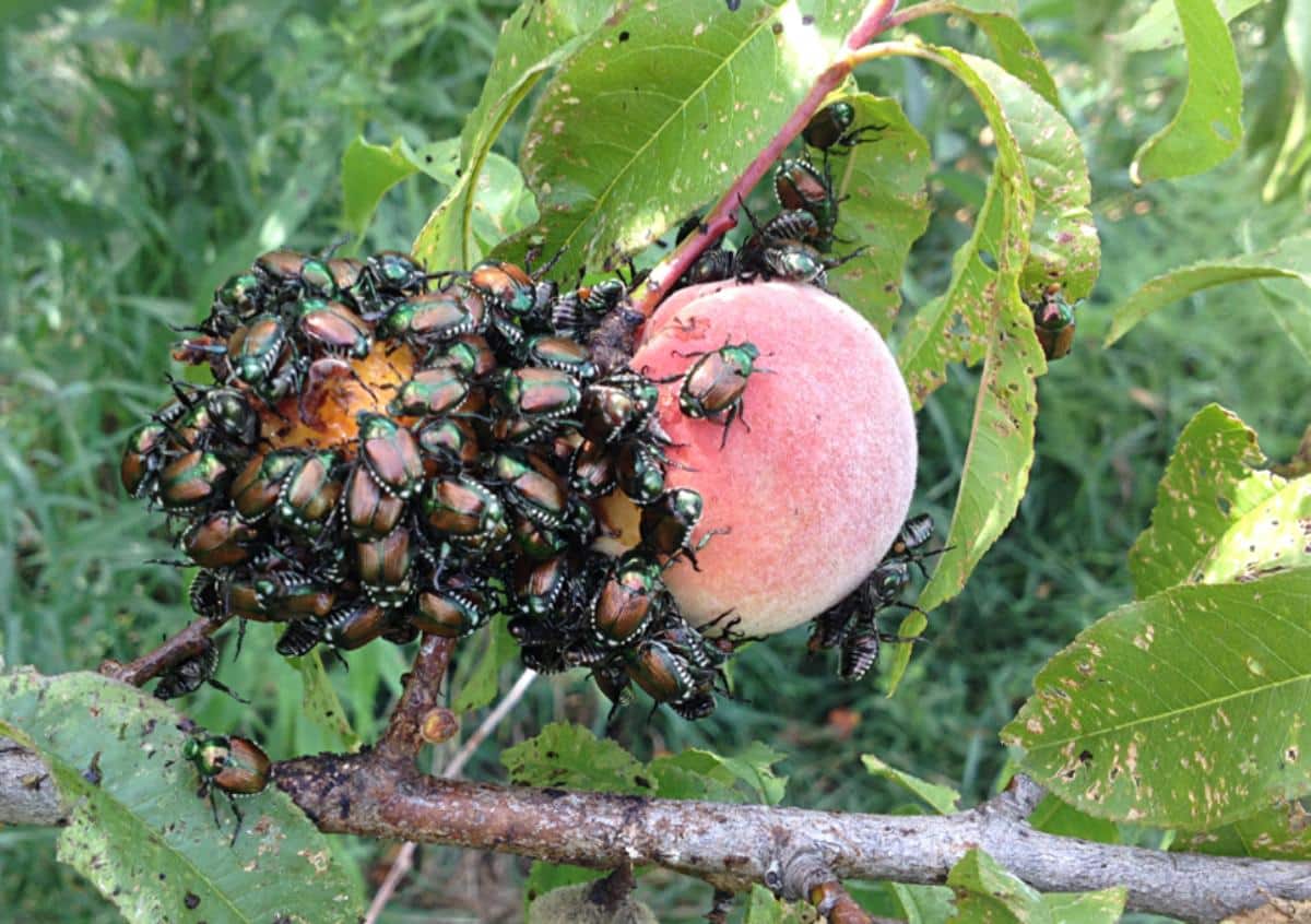 Japanese beetles swarming a peach