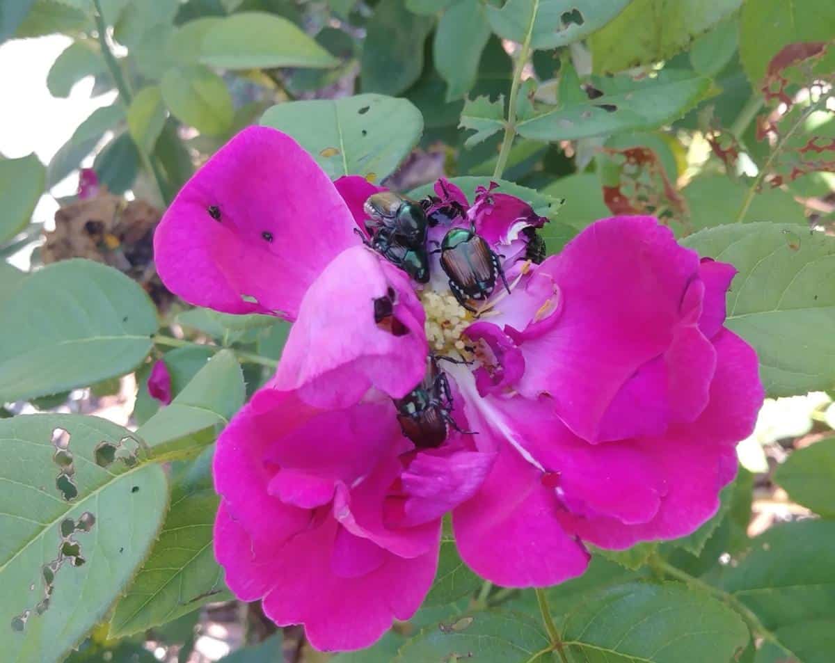 Japanese Beetles destroying roses