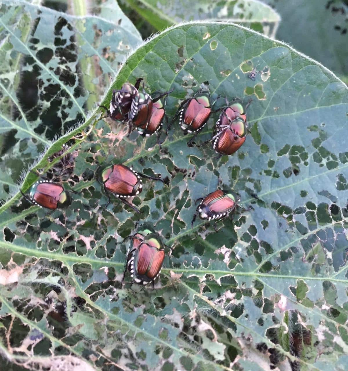 Japanese Beetles on soybeans