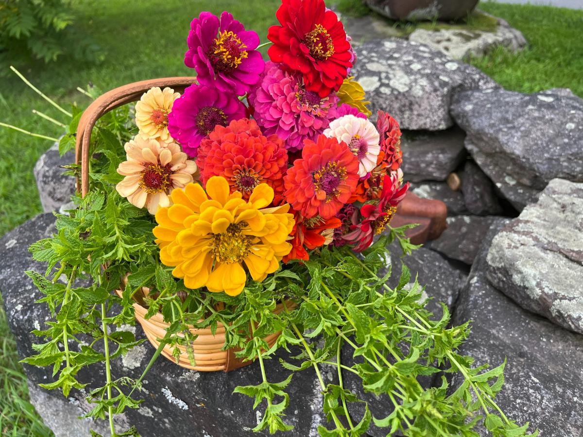 A basket of cut zinnias and mint stems