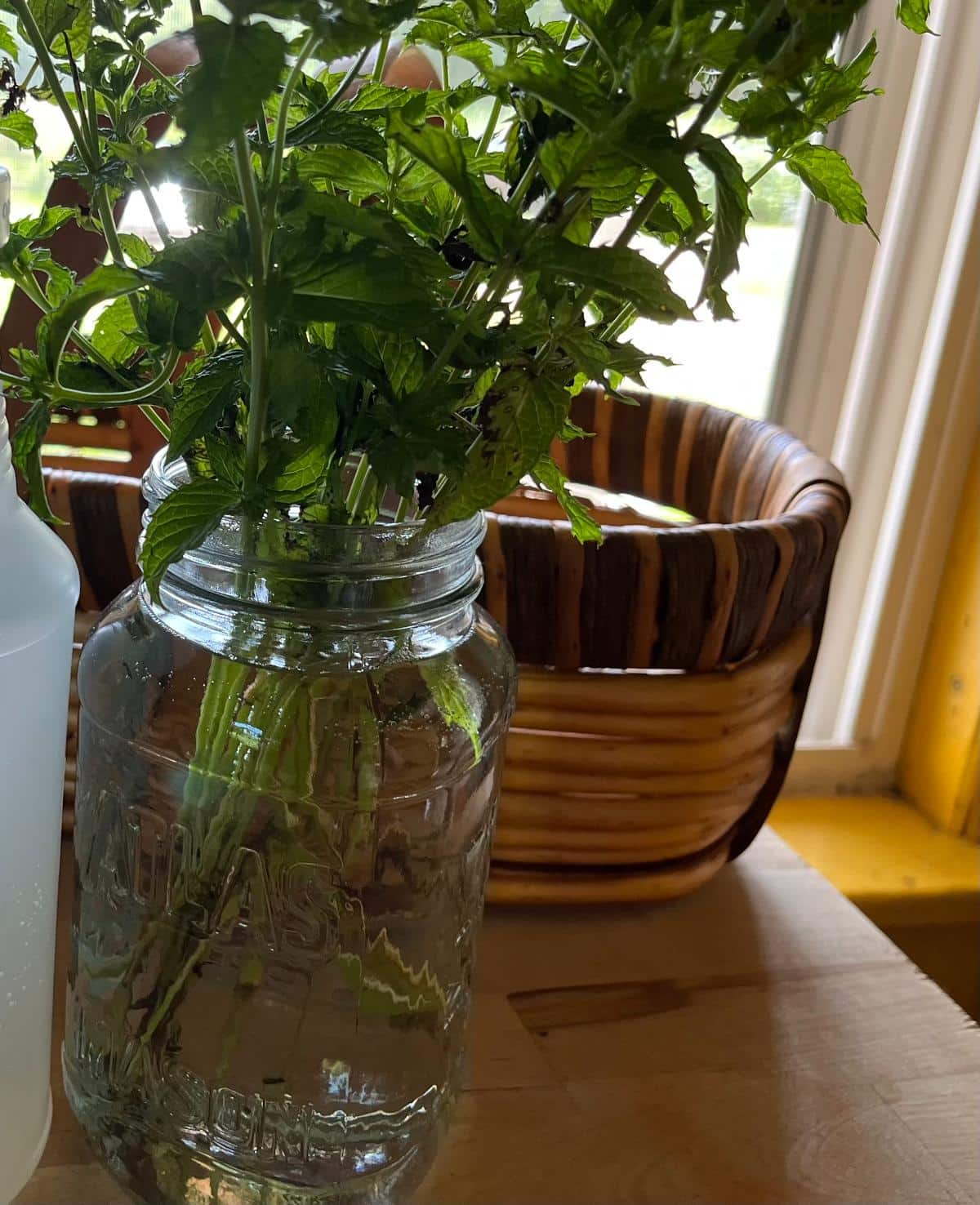 Rooting mint cuttings in water