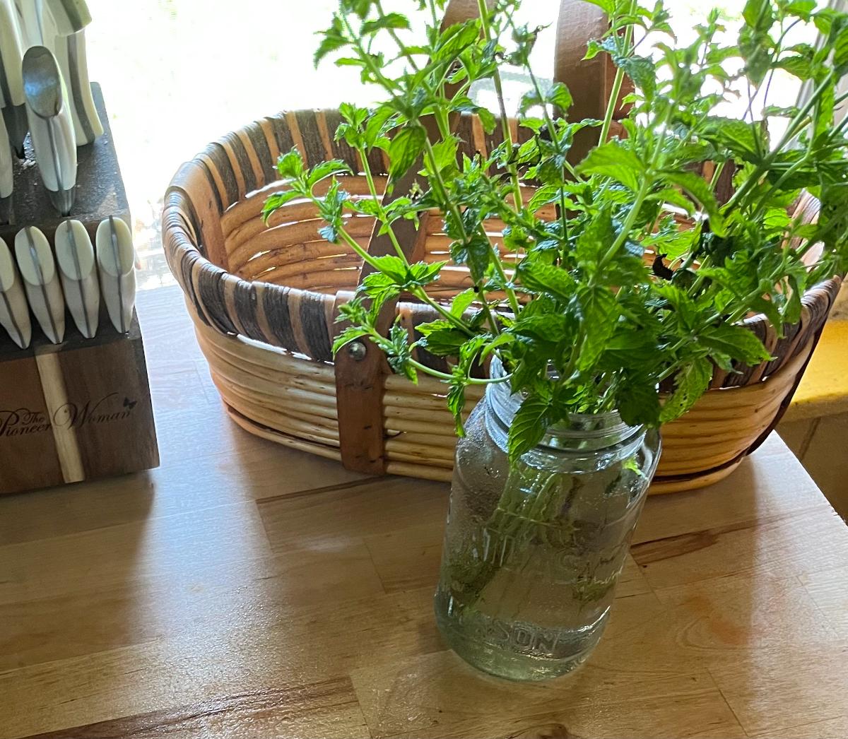 A vase of mint in the kitchen to deter ants