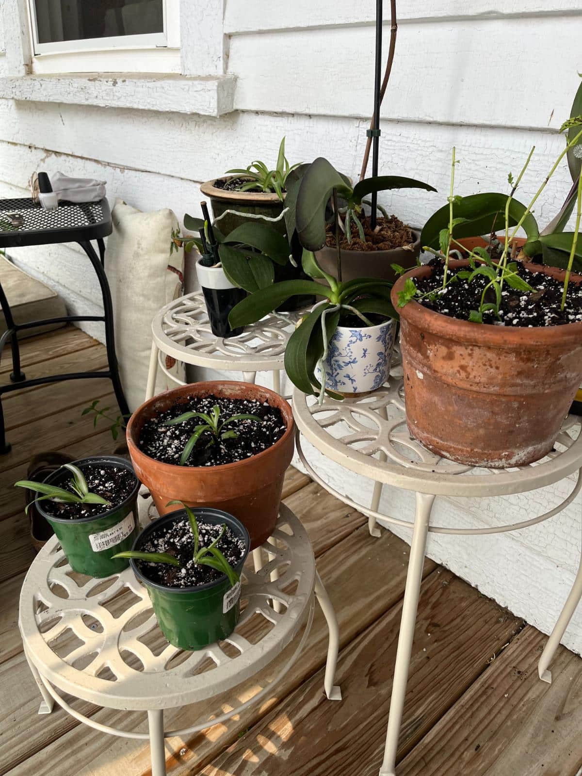 Potted plants with newly planted mint sprigs