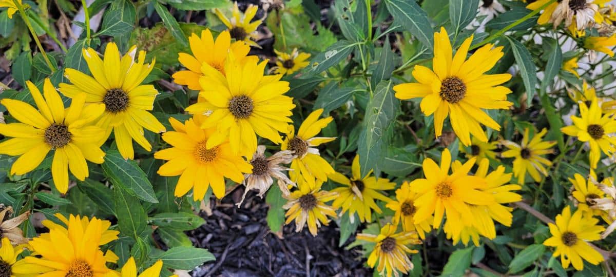 Flowers grown in compost