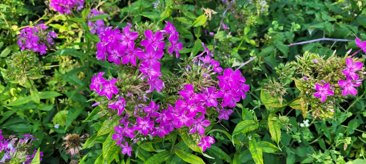 Purple tall phlox