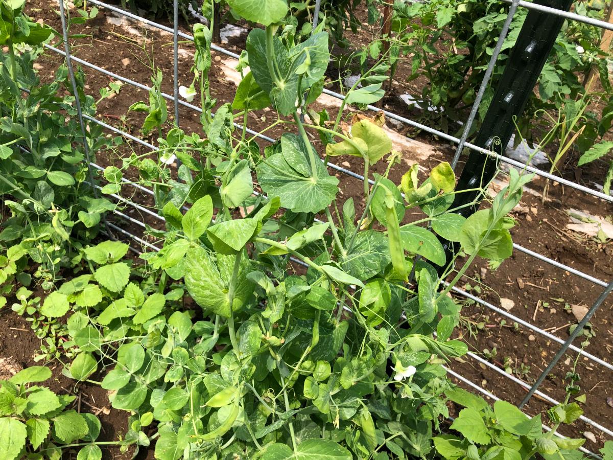 Peas on a pea plant