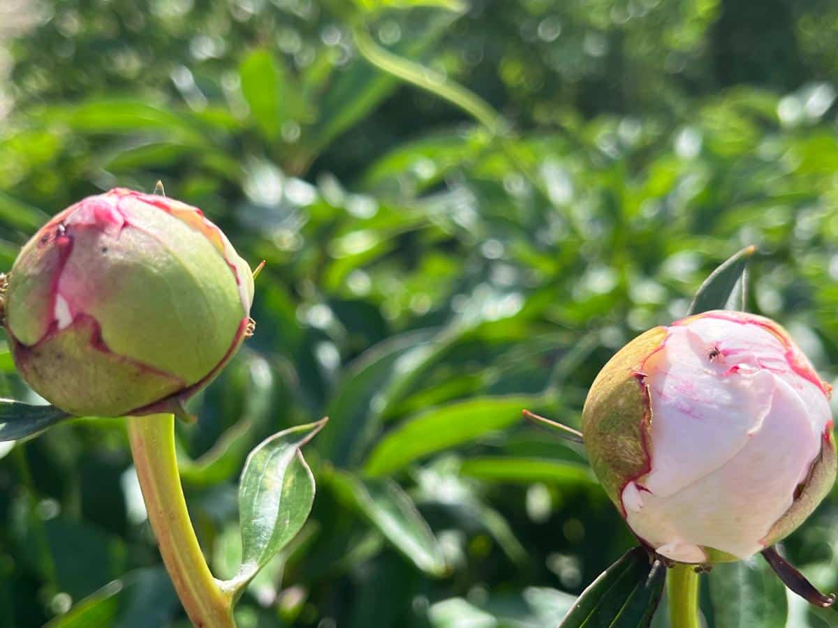 Peony buds at the right stage for storing