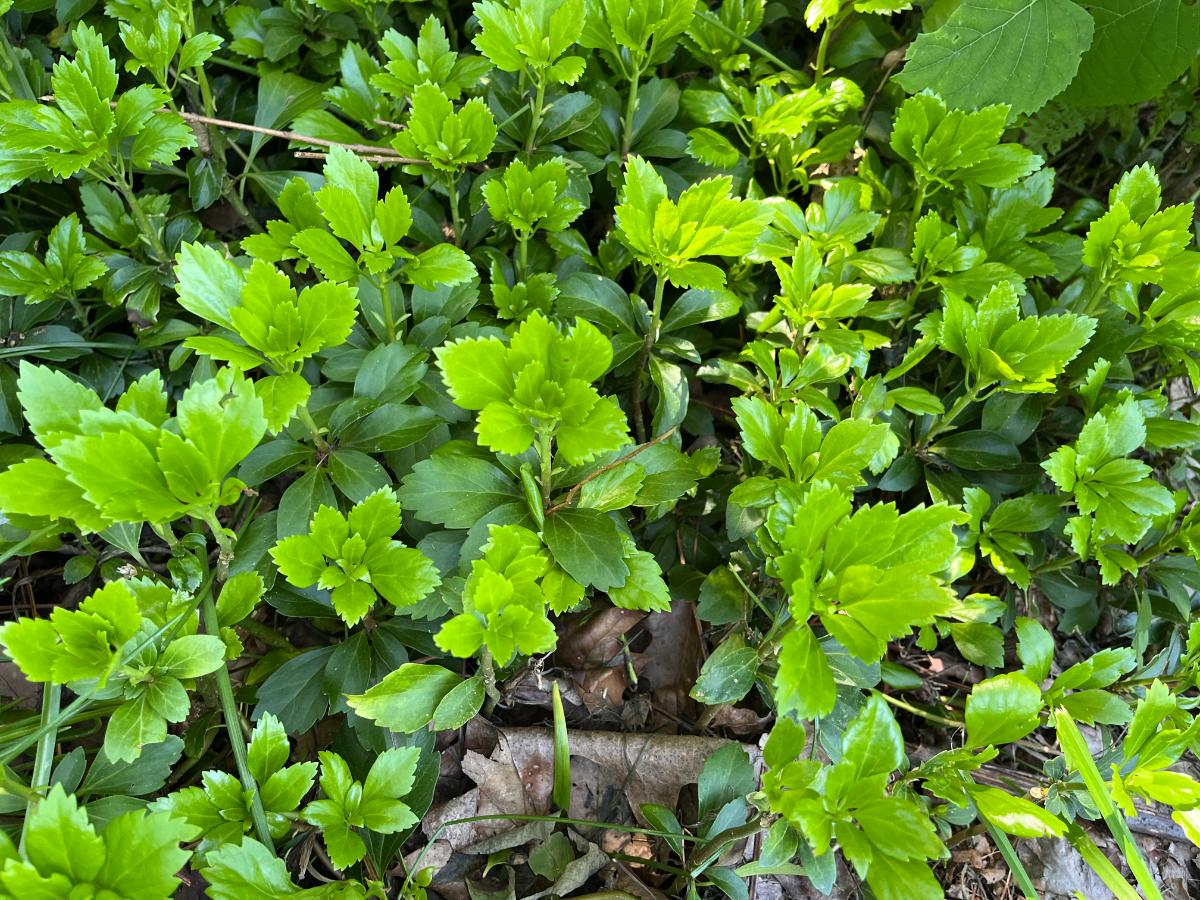 Ground cover plant