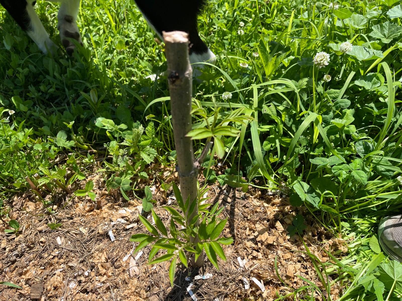 New growth on an elderberry cuttings in the ground