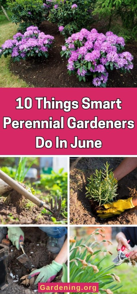 10 Things Smart Perennial Gardeners Do In June pinterest image.