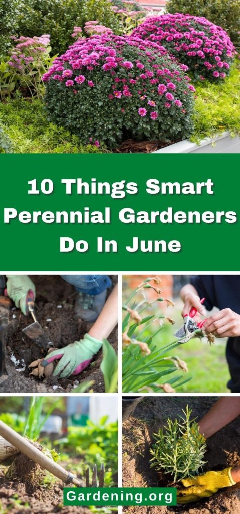 10 Things Smart Perennial Gardeners Do In June pinterest image.