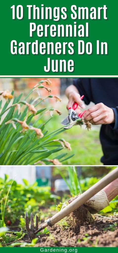 10 Things Smart Perennial Gardeners Do In June pinterest image.