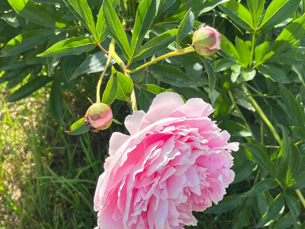 A pretty doubled pink peony flower