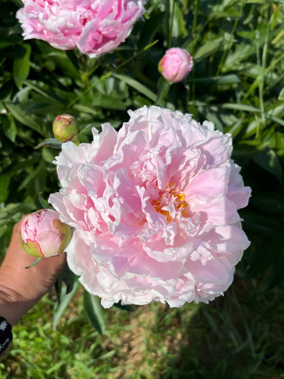 A bouquet of pink peony flowers