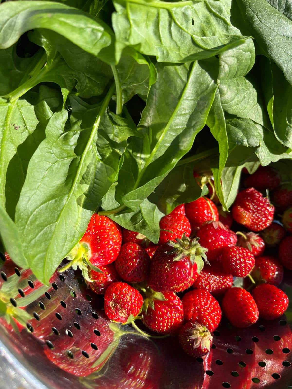 A small harvest of strawberries and spinach