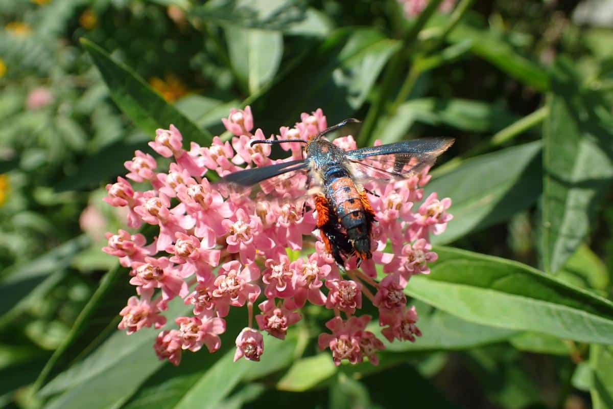 Squash vine borer moth on a milkweed