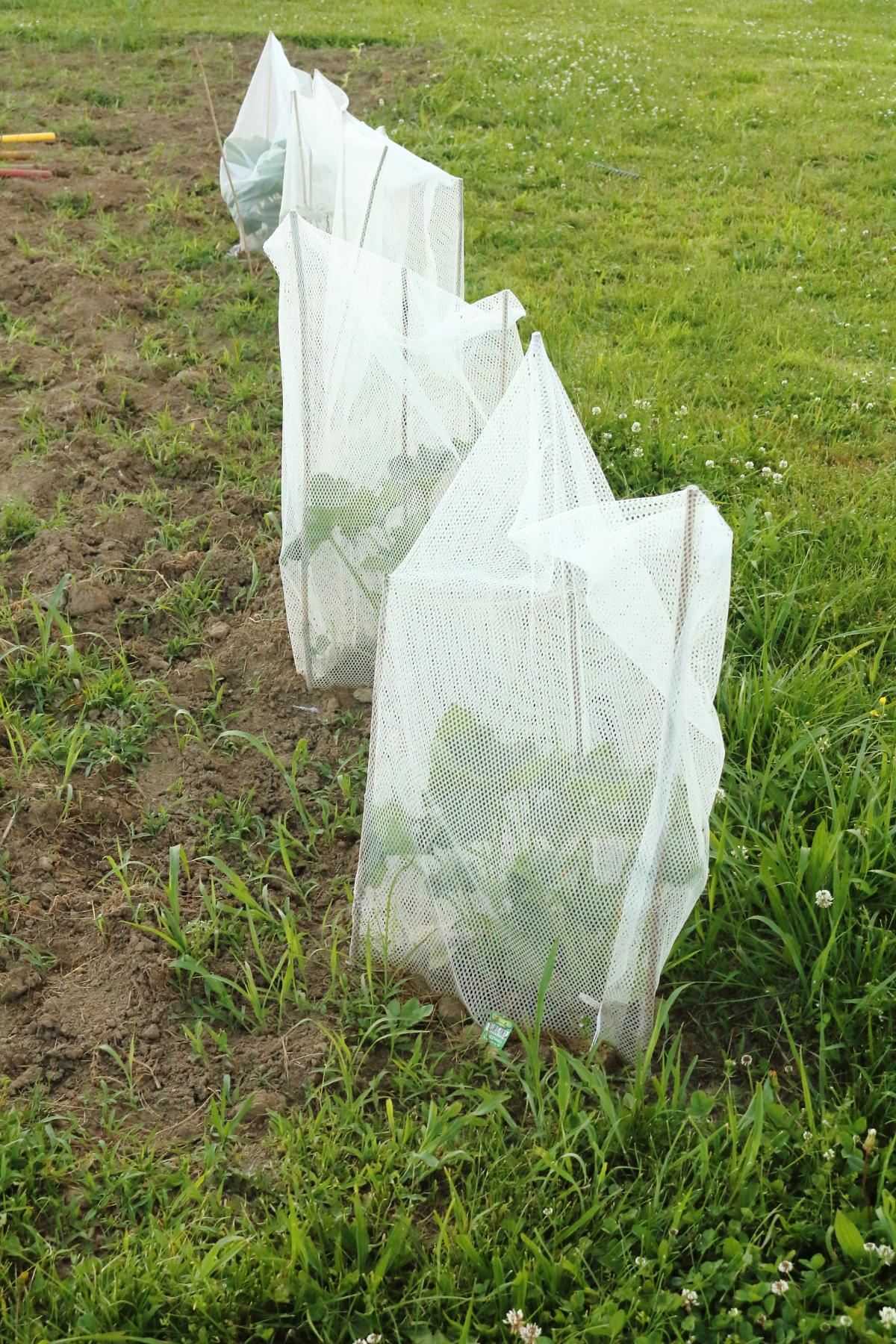 Netting to protect plants from squash vine borers