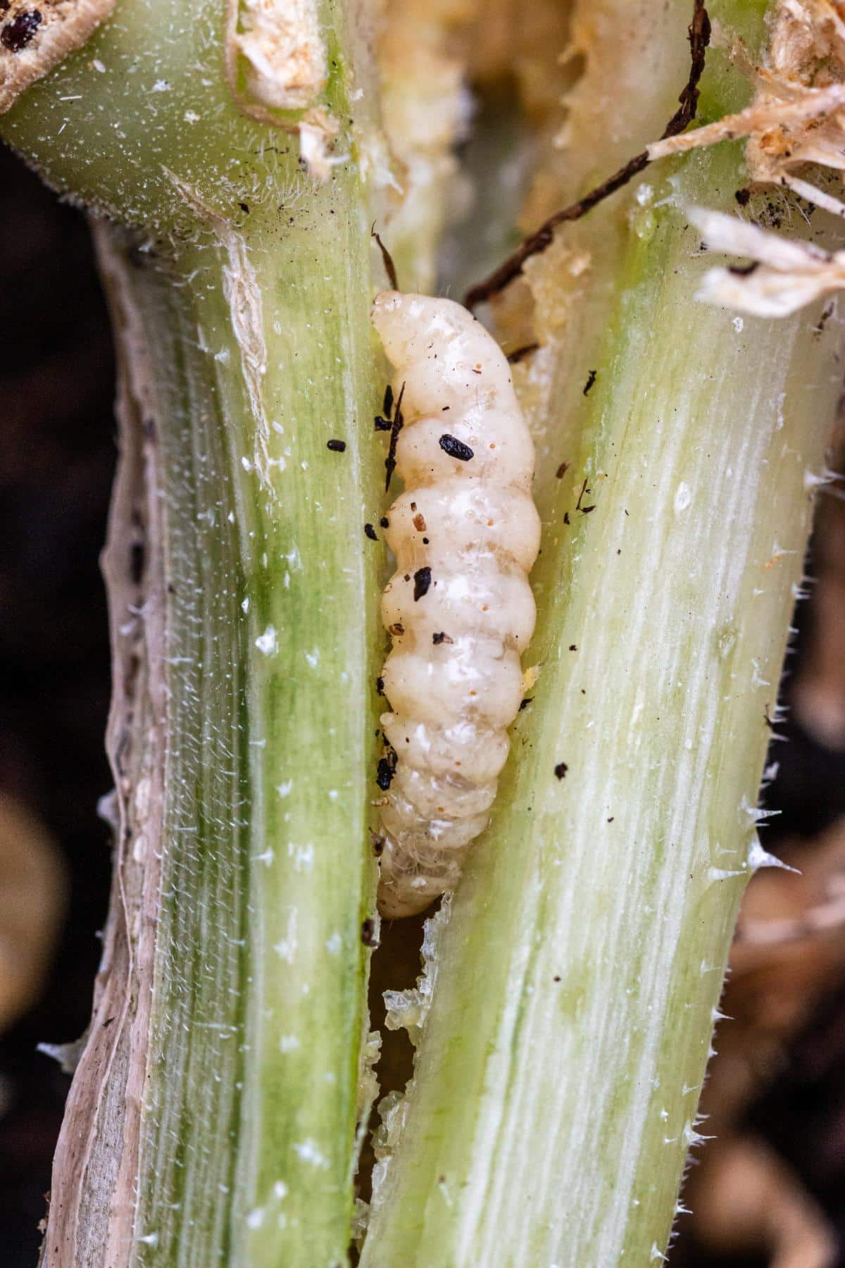 Vine borer in a pumpkin plant