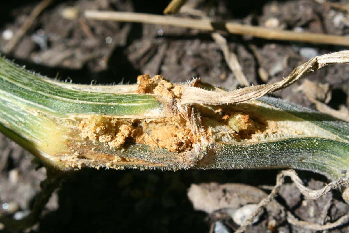 Damage from squash vine borers