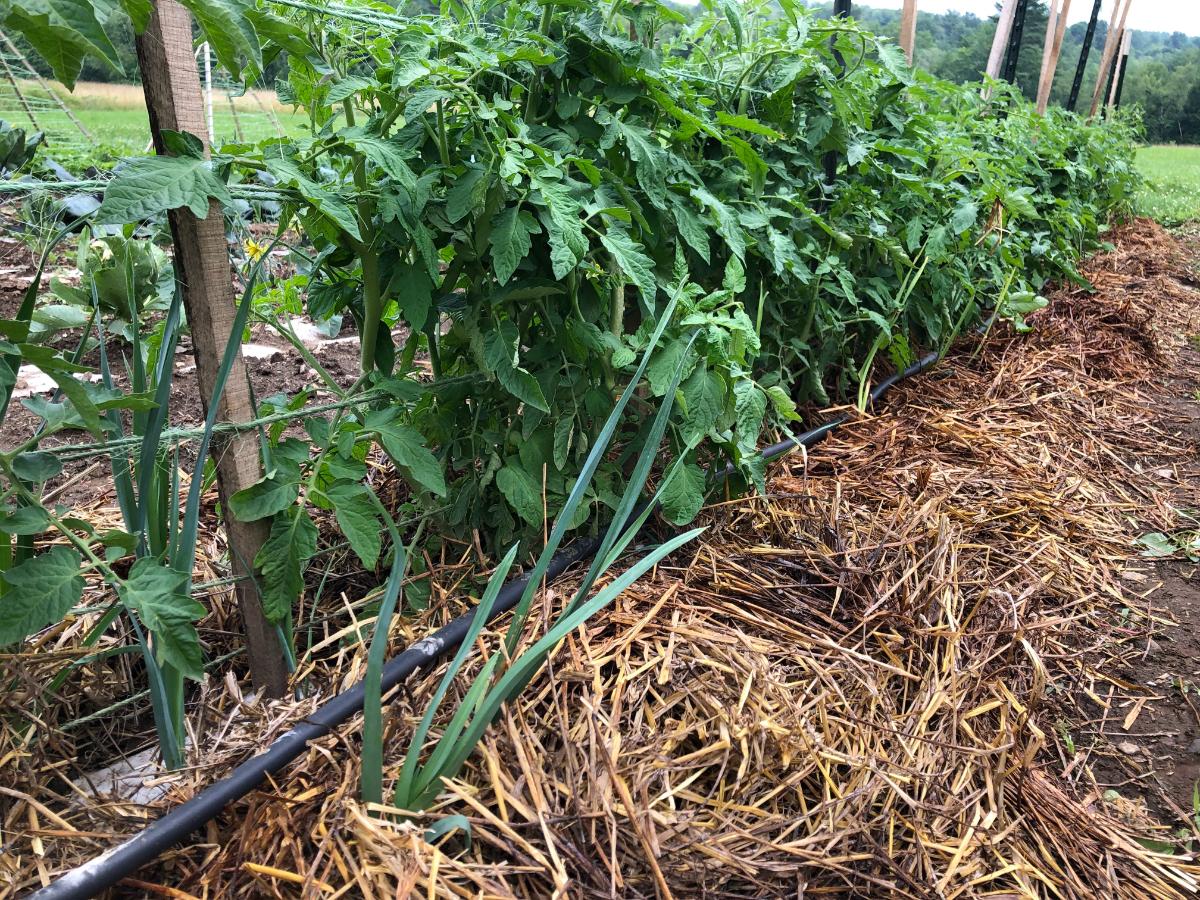 Mulched tomato plants in the garden